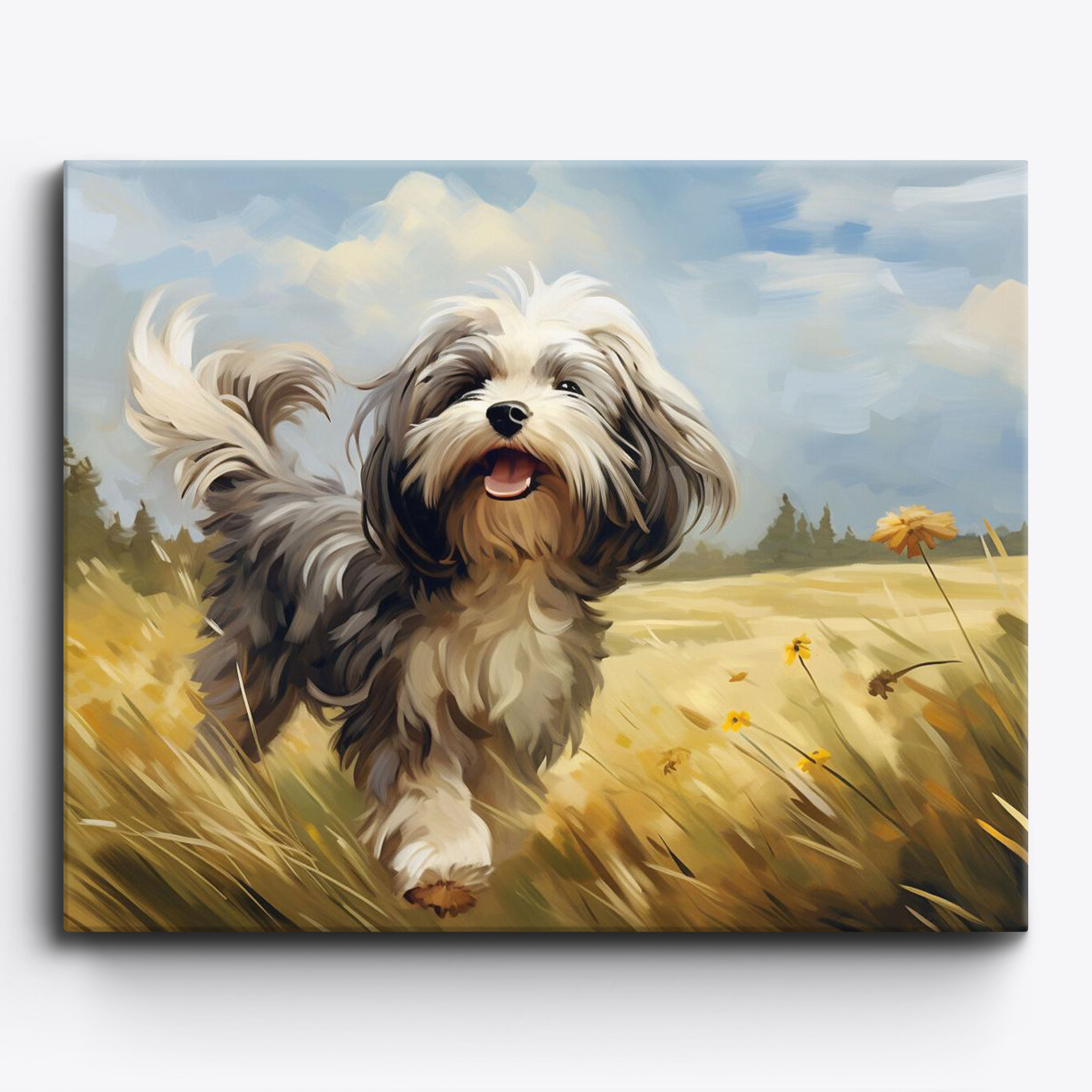 Zonnige Havanese pas