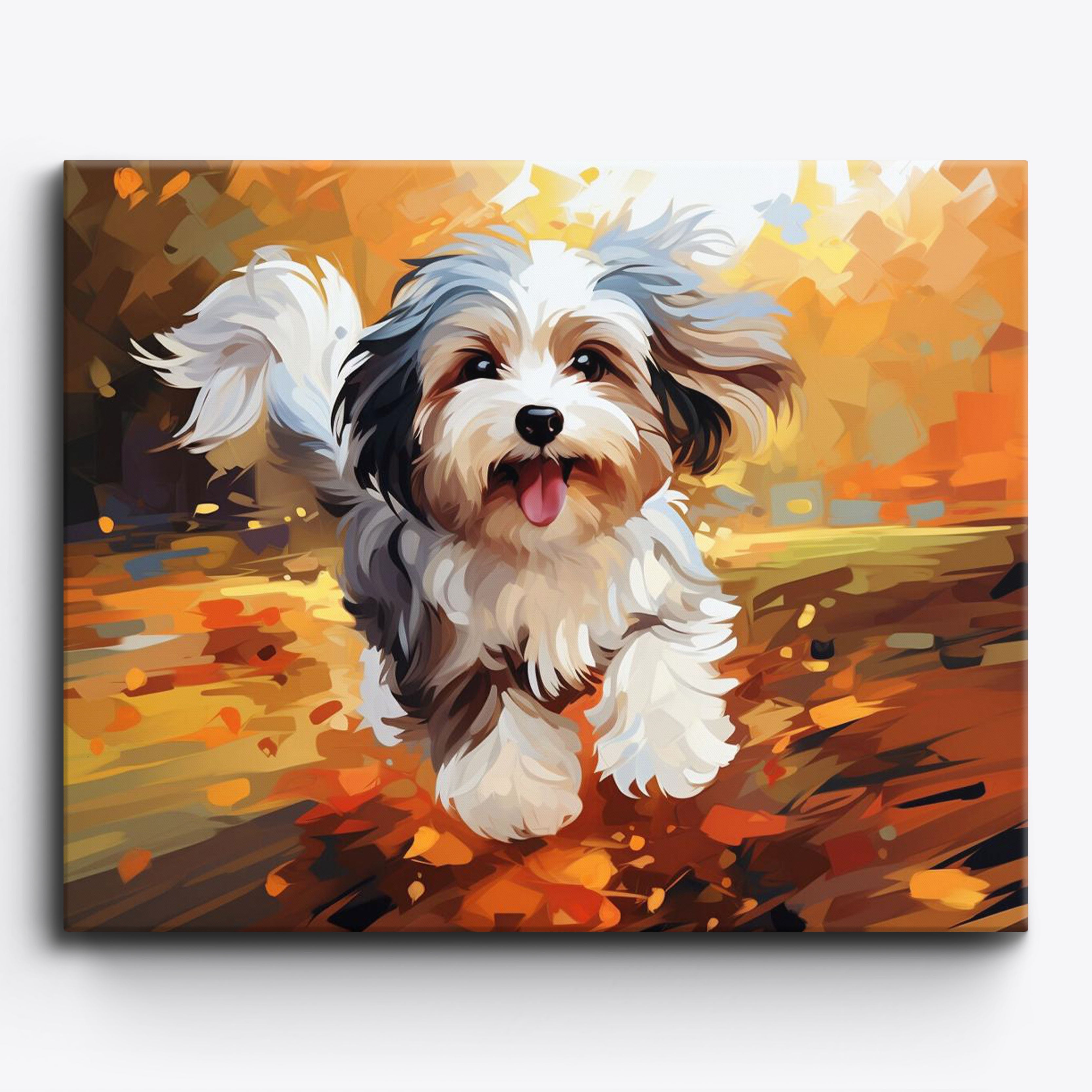 Frolic havanese illuminato dal sole